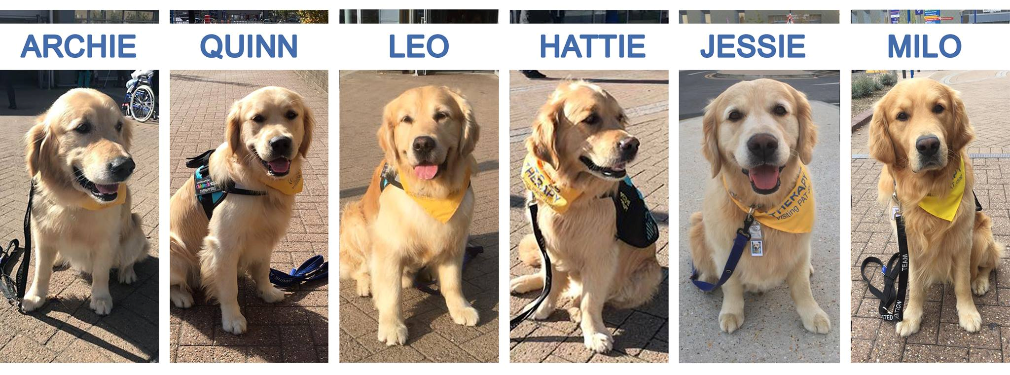 Animal assisted therapy dogs - golden retrievers Archie, Quinn, Leo, Hattie, Jessie and Milo